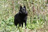 SCHIPPERKE 265